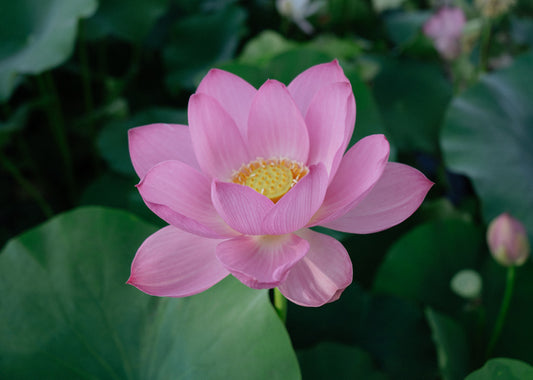 Bedeutung der Lotusblume